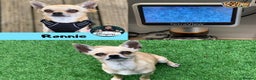 Chihuahua dogs for stud: Ronnie the Stud! in Leeds - Advert 1