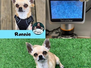 Chihuahua dogs in Leeds - Advert 17