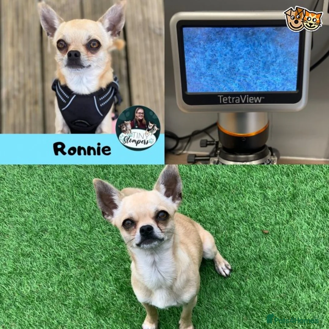 Chihuahua dogs for stud: Ronnie the Stud! in Leeds - Advert 1