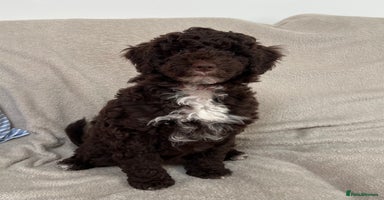 Goldendoodle dogs - Advert 16