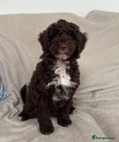 Goldendoodle dogs - Advert 16