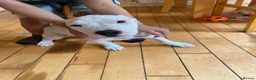 Mixed Breed dogs for sale: American Bully’s  - Advert 11