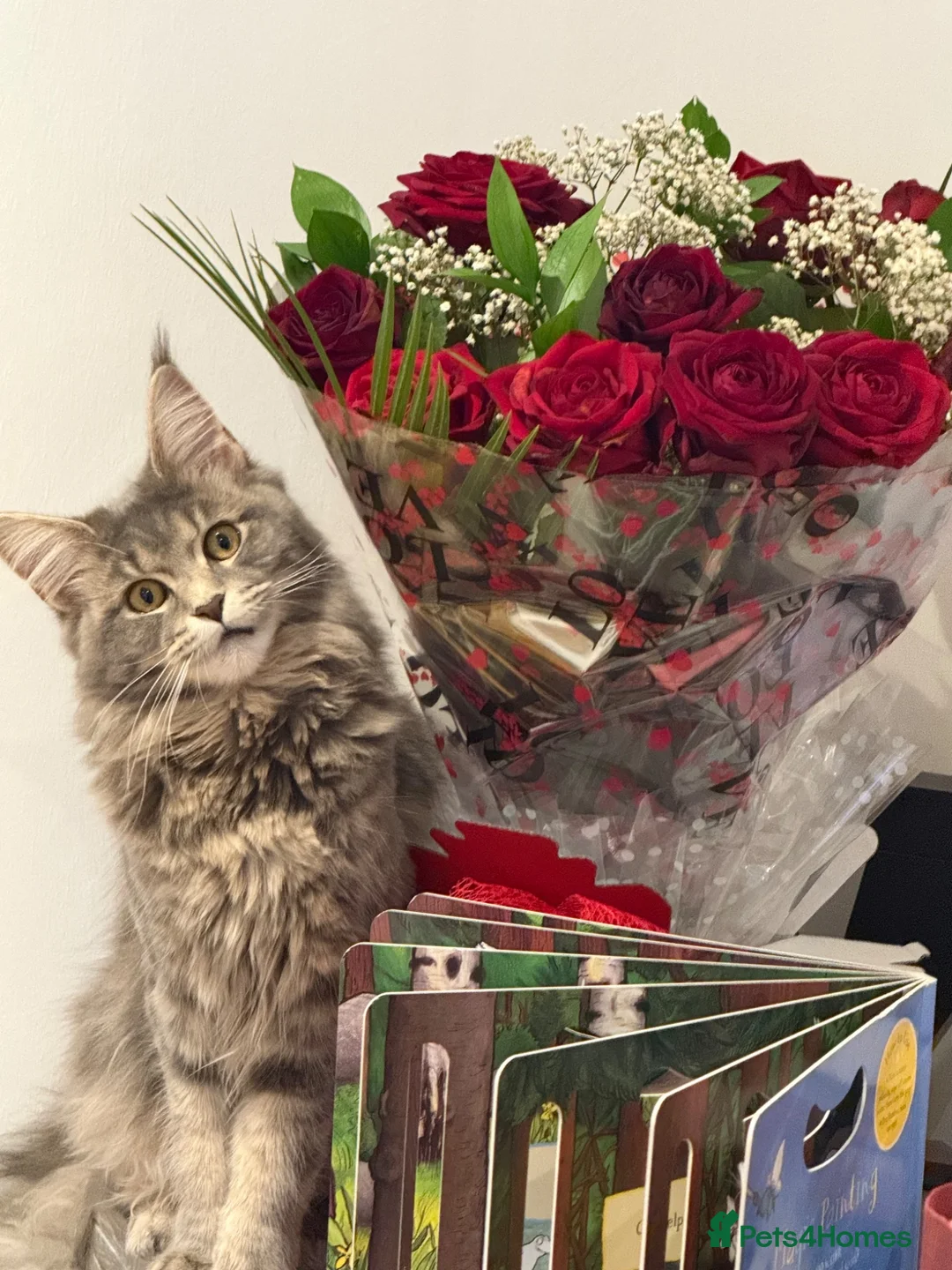 Maine Coon cats for sale: Boy and girl Maine coon  - Advert 1