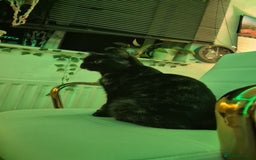 British Shorthair cats for sale: (💙LAST WHITE KITTEN🤍) Stunning Pure BSH kittens  - Advert 15