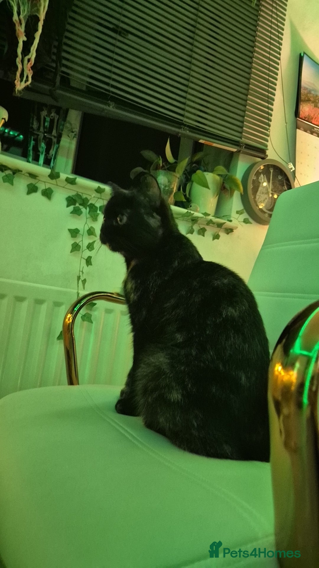 British Shorthair cats for sale: (💙LAST WHITE KITTEN🤍) Stunning Pure BSH kittens  - Advert 15