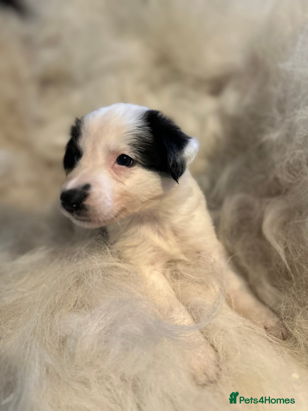 Border Collie dogs for sale: Border Collie puppies for sale - Image 17