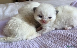 Ragdoll cats for sale: Beautiful Ragdoll Kittens (GCCF)TICA Reg. - Image 4