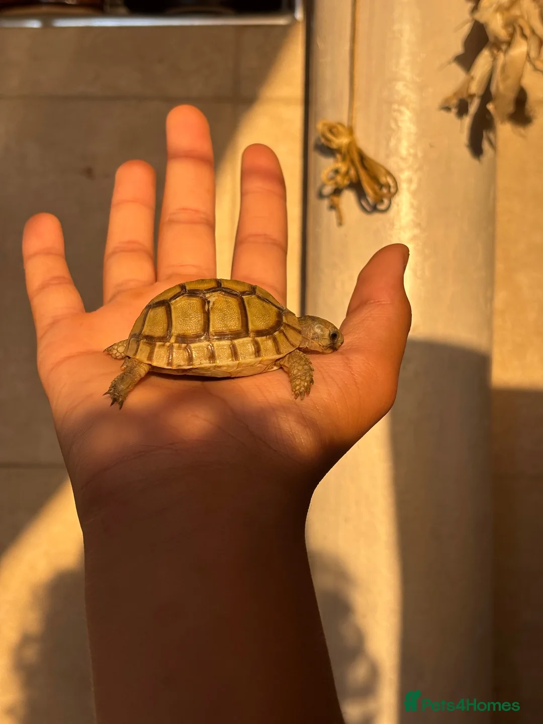 Tortoise reptiles for sale: Baby Greek tortoise - Advert 2