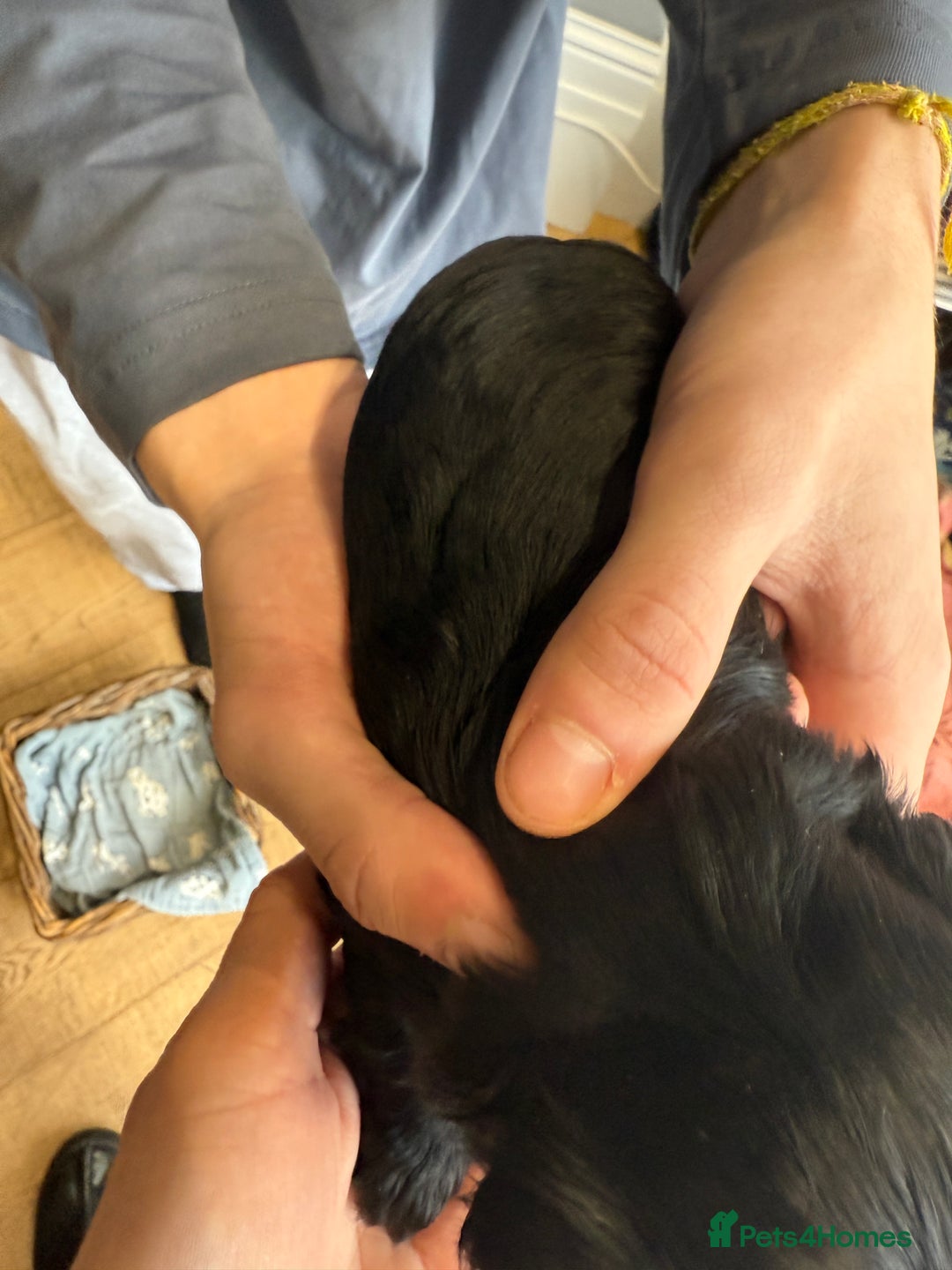 Shih Tzu dogs for sale: Shih Tzu Beauties, Imperial lines - Advert 11