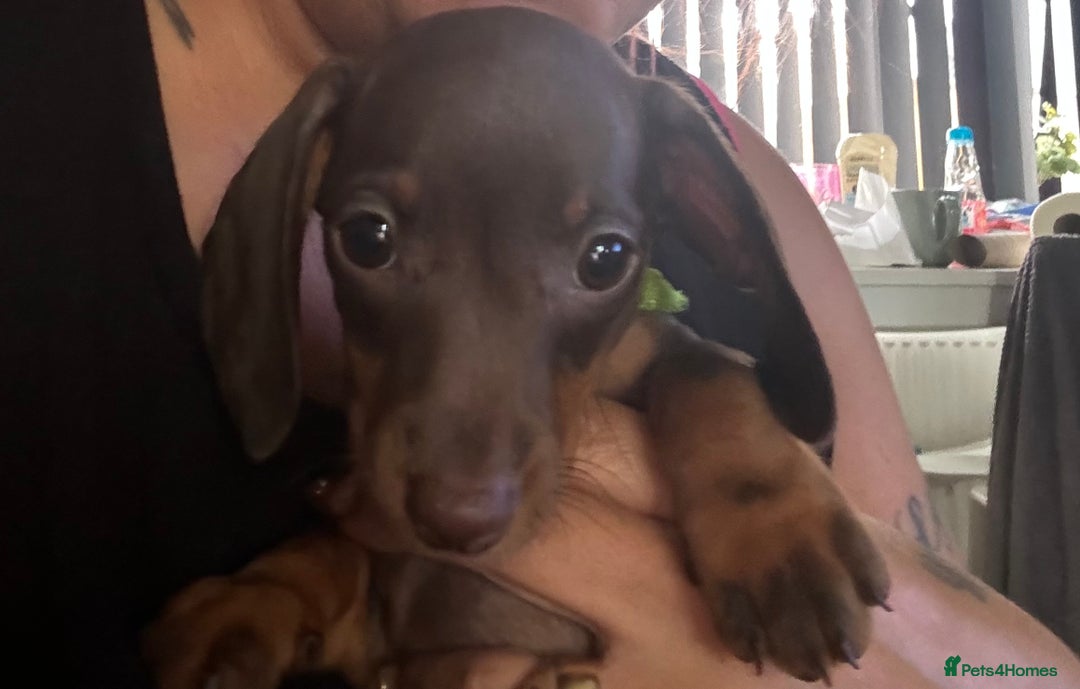 Miniature Dachshund dogs for sale: Pure miniature dachshunds - Image 6