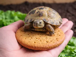 Tortoise reptiles Baby Horsfield Hatchlings & Set Ups - Advert 1