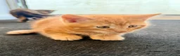 Mixed Breed cats for sale: Kittens - Advert 8