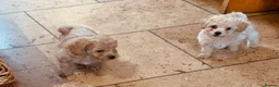 Poochon dogs for sale: Outstanding Poochon puppies  - Advert 3