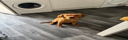 Mixed Breed dogs for sale: Chunkz  - Advert 4