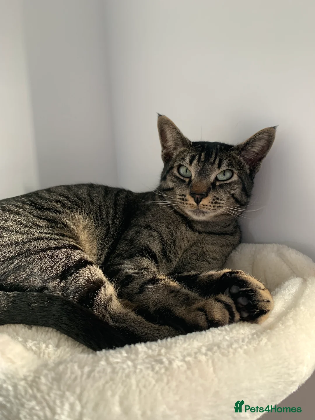 Mixed Breed cats for sale: Half Siamese tabby cat  in Exeter - Advert 1