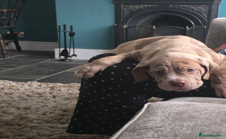 Cane Corso dogs - Advert 2