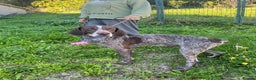 German Shorthaired Pointer dogs for adoption: Yaco  - Advert 4