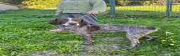 German Shorthaired Pointer dogs for adoption: Yaco  - Advert 4
