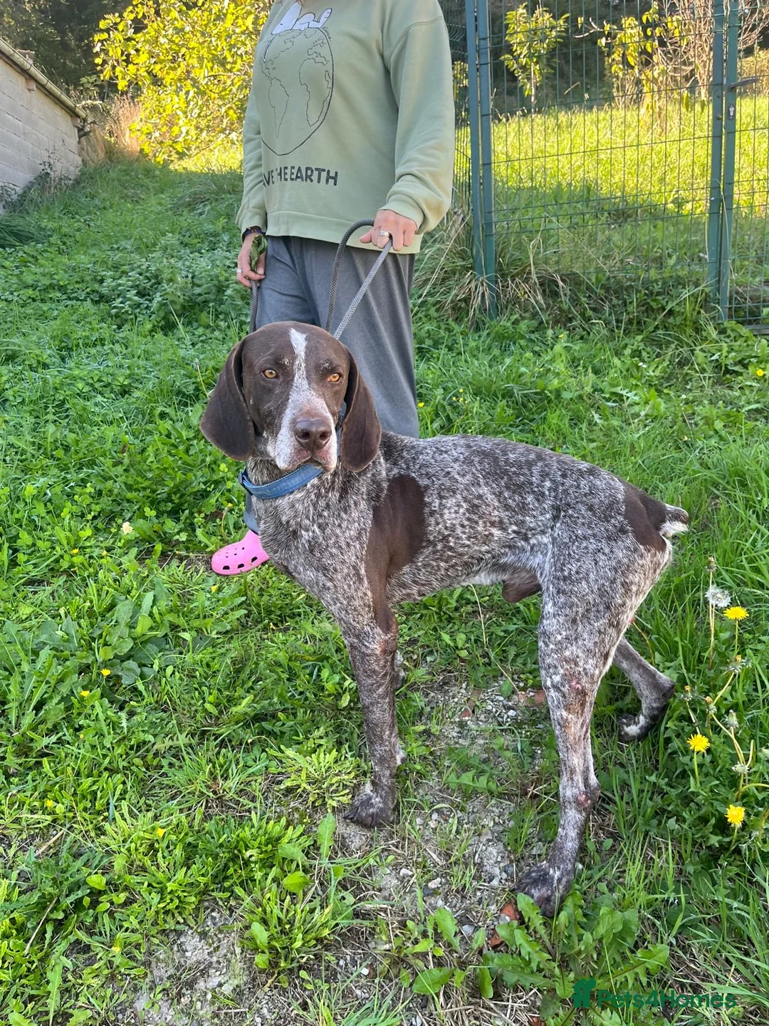 German Shorthaired Pointer dogs for adoption: Yaco  - Advert 4