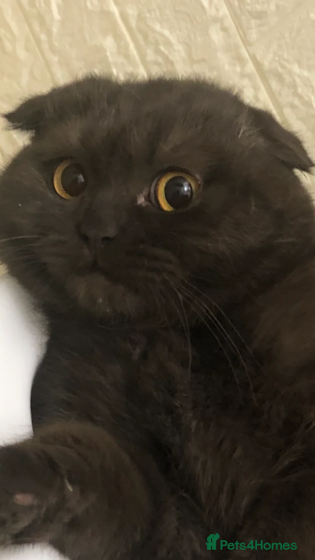 Scottish Fold cats for sale: 🐾 Rare Chocolate Beauty in Edinburgh 🏡 - Advert 18