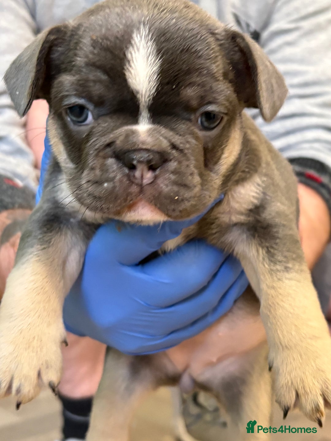 French Bulldog dogs for sale: Beautiful blue and tan French bulldogs  - Advert 2