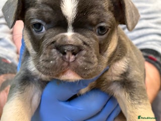 French Bulldog dogs Beautiful blue and tan French bulldogs - Advert 10