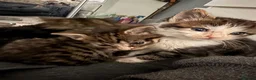 Mixed Breed cats for sale: The BOYS are ready - Advert 9