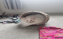 Maine Coon cats for sale: Maine coon - Image 6