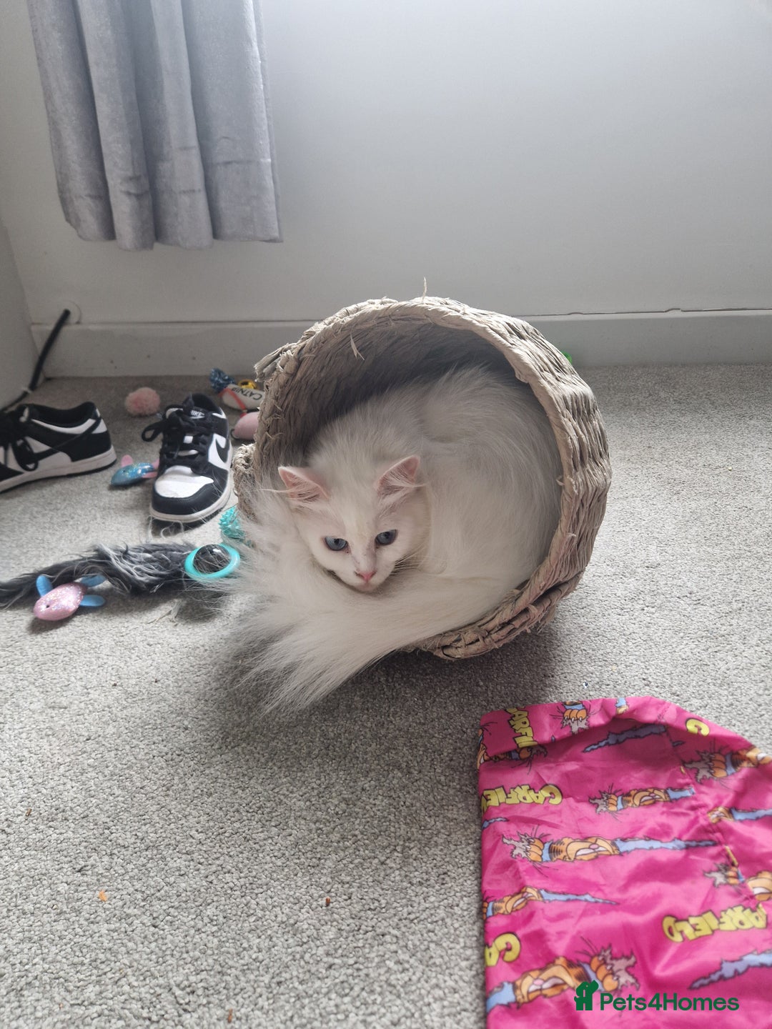 Maine Coon cats for sale: Maine coon - Image 6