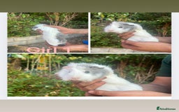 Guinea Pig rodents for sale: Baby guinea pigs  - Image 1