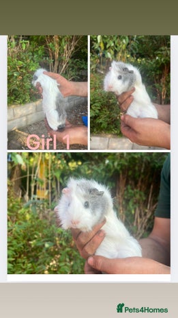 Guinea Pig rodents - Advert 8
