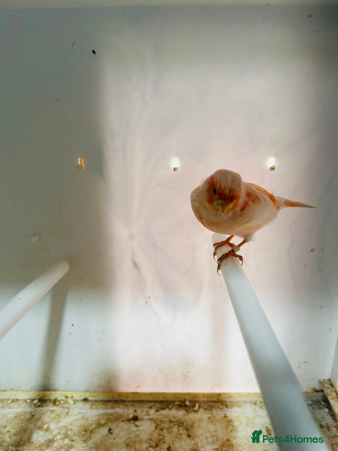 Canaries birds for sale: Young Red factor canary - Image 2