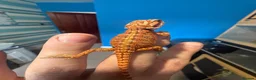 Bearded Dragon reptiles for sale: 💥💥💥Baby Dragons! WEEKEND SPECIAL £150 💥💥💥 - Advert 34