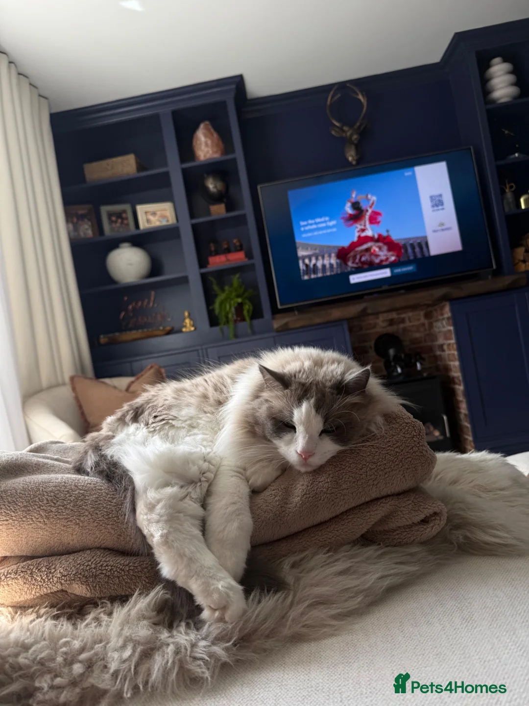 Ragdoll cats for sale: Blue Bi Colour Ragdoll - comes with all essentials - Advert 2