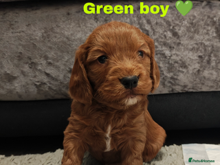 Cockapoo dogs Beautiful cockapoos puppies - Advert 11