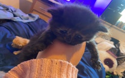 American Shorthair cats for sale: 6 kittens  - Image 12