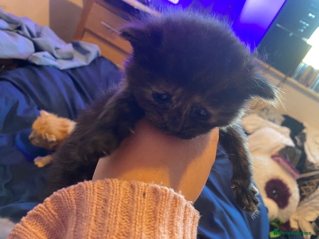 American Shorthair cats for sale: 6 kittens  - Image 12