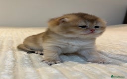 British Shorthair cats for sale: TICA Reg Beautiful Golden & Golden Tabby Bsh  - Image 23