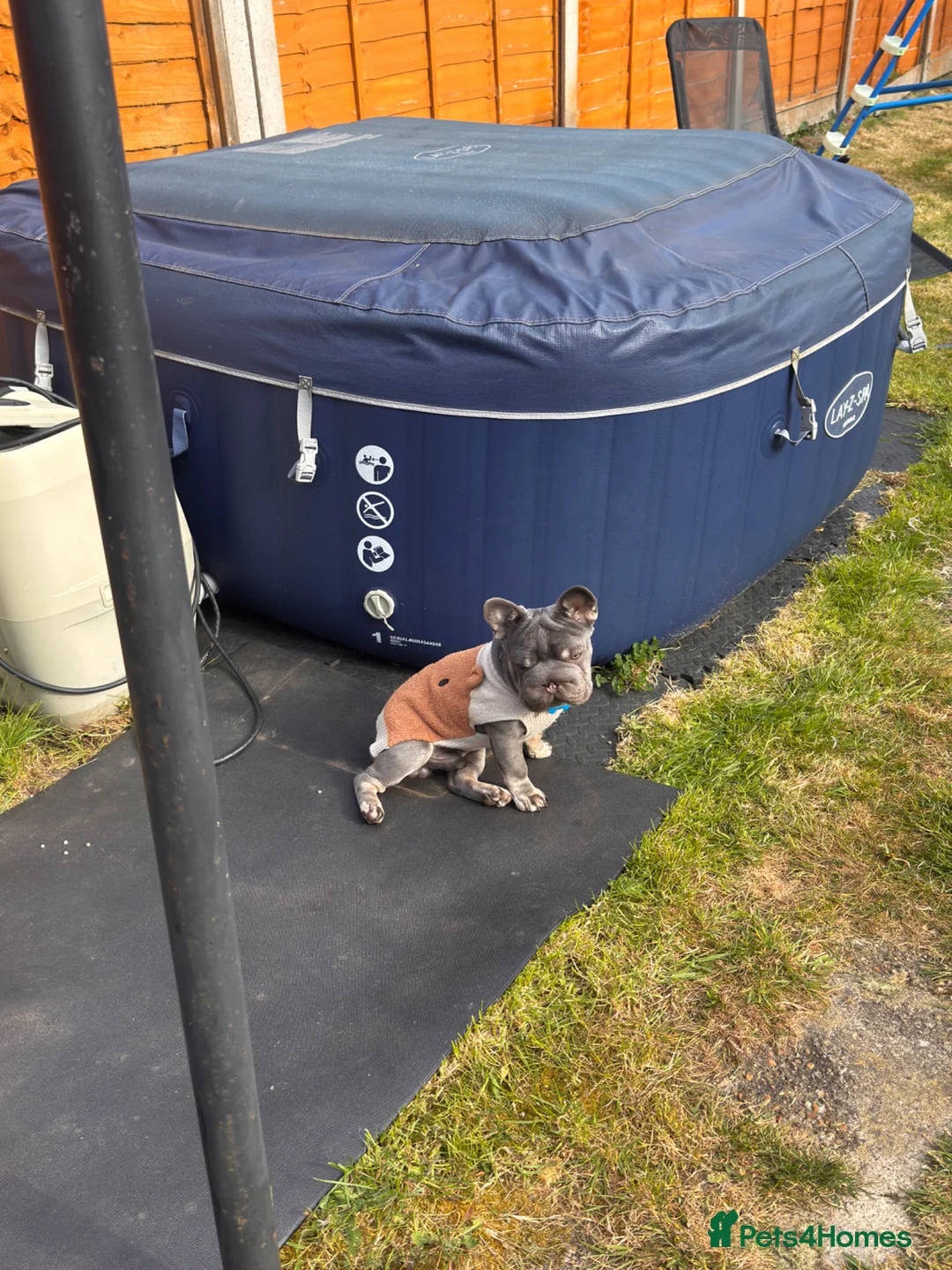 French Bulldog dogs for sale: Fluffy French bull dog 10 months old in Chessington - Advert 4