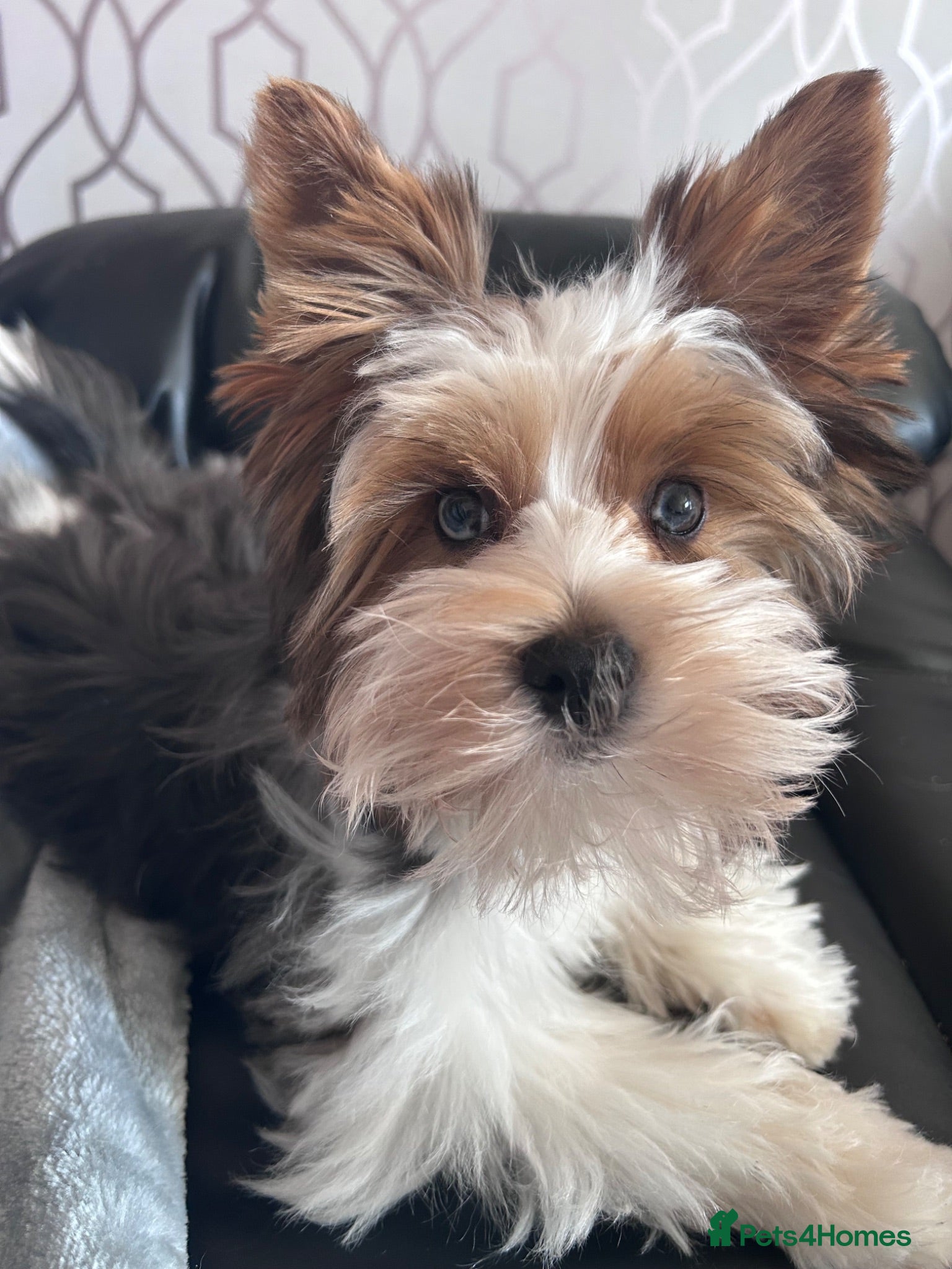 Biewer Terrier dogs Simba needs a loving home  - Advert 1