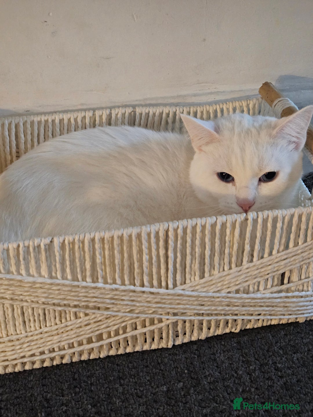 British Shorthair cats for sale: Pure White Blue Eyes Turkish Angora  - Advert 2