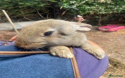 Continental Giant rabbits for sale: Continental giant - Image 8