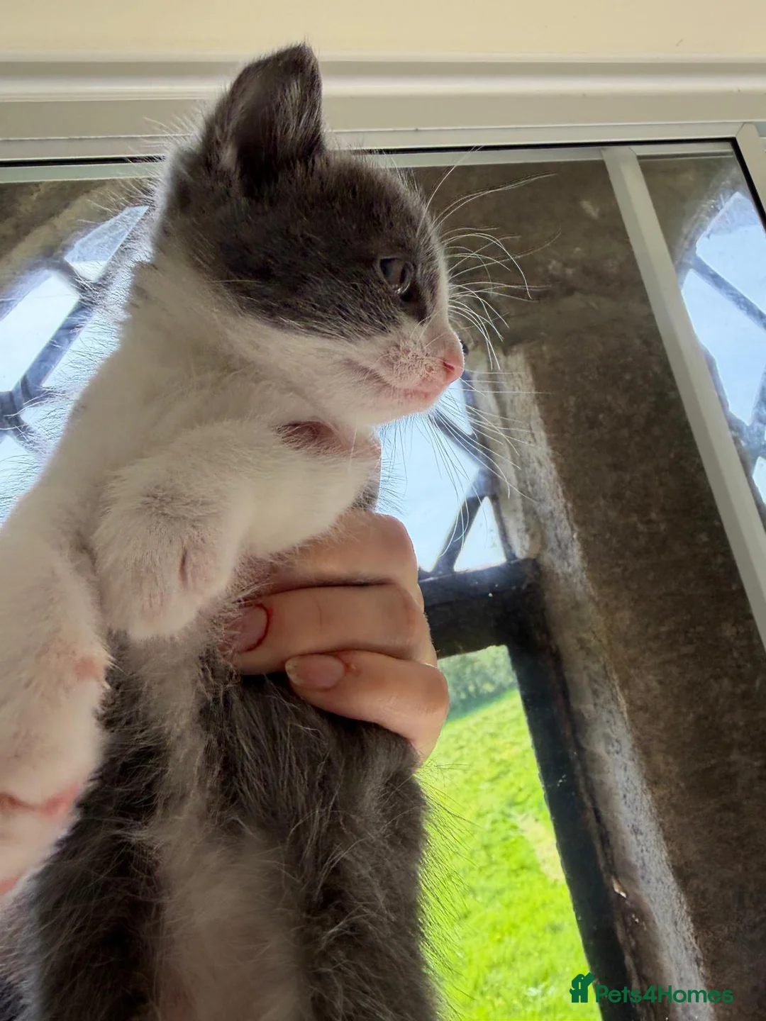 Mixed Breed cats for sale: Tuxedo Kittens - Advert 15