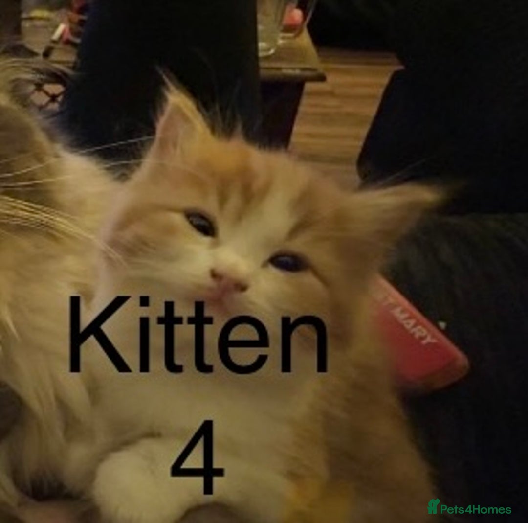 Ragdoll cats for sale: Beautiful Ragdoll kittens, ready now - Advert 2