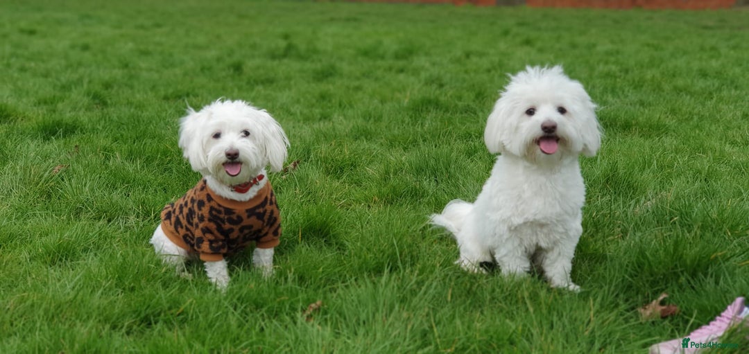 Maltese dogs for sale: Bichonul Maltese - Image 1