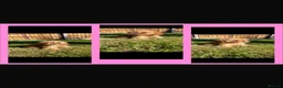 Cavapoo dogs for sale: Cavapoo F1  in March - Advert 2