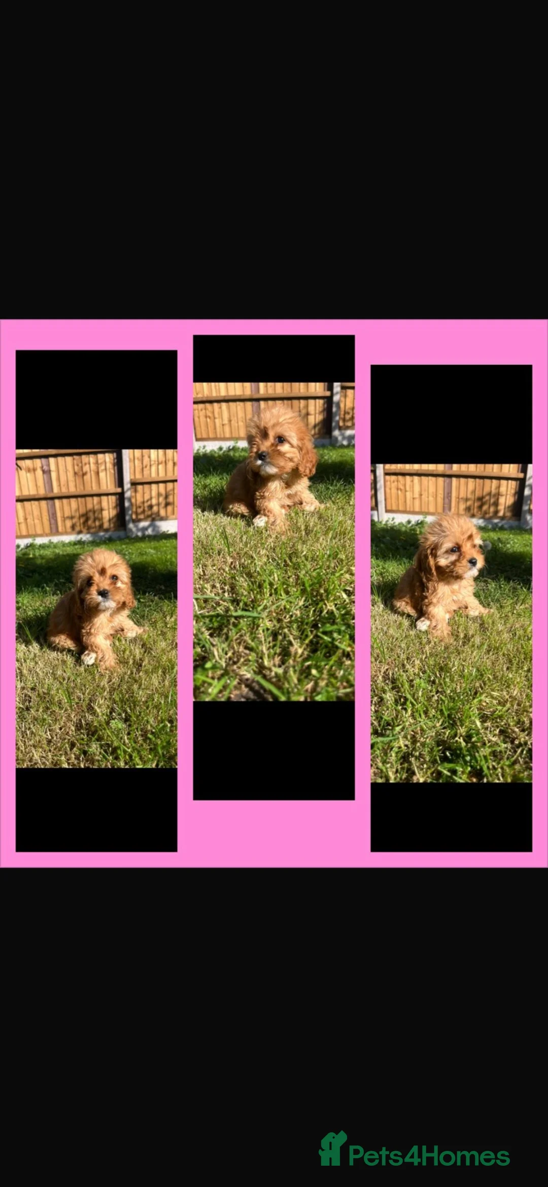 Cavapoo dogs for sale: Cavapoo F1  in March - Advert 2