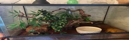 Python Snake reptiles for sale: firebelly x banana albino royal python - Advert 12