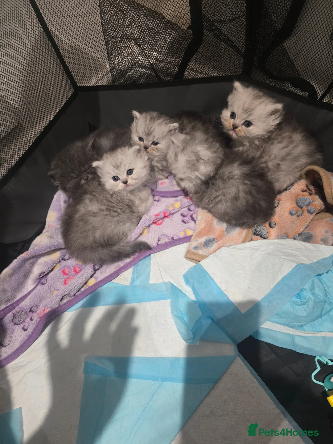 Ragdoll cats for sale: Ragdoll /persian kittens  in Rotherham - Advert 2