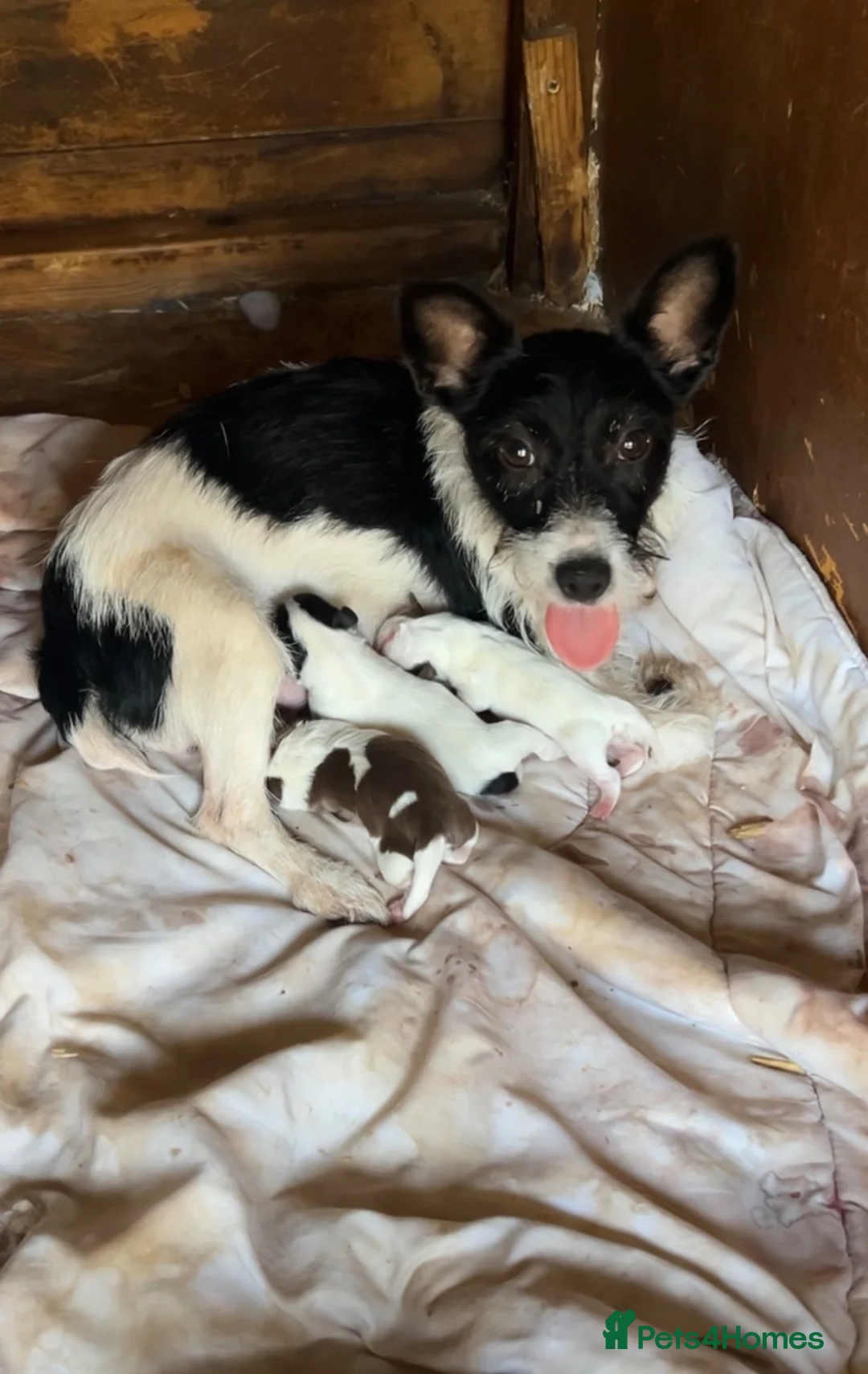 Jack Russell dogs for sale: 2 lovely boys available  - Advert 1
